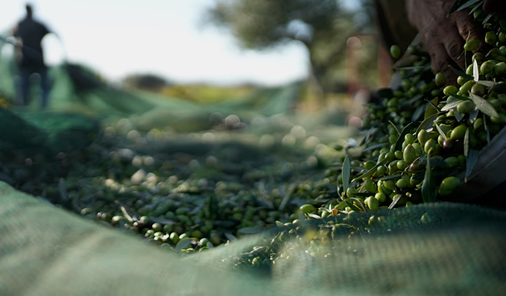 Producers Raise Concerns: Why Are Olive Oil Prices Falling in the EU?